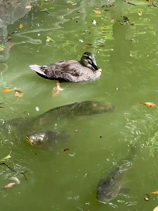 乃木神社(栃木県)