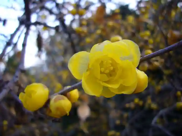 板倉雷電神社の自然