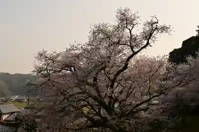 掌禅寺(愛媛県)