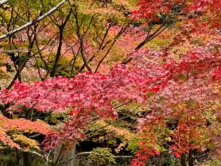 真正極楽寺(真如堂)の庭園