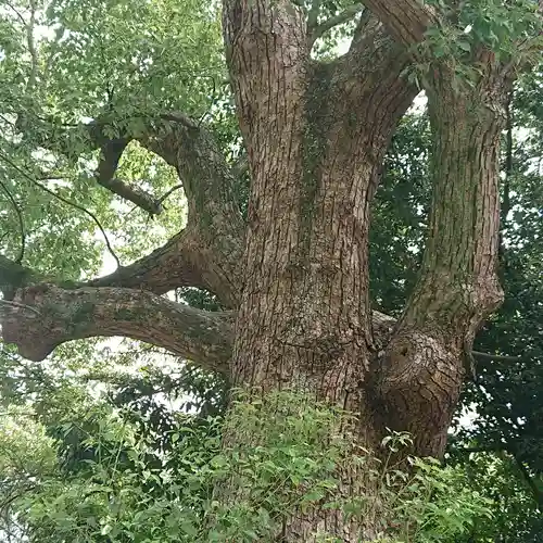 和泉國一之宮　大鳥大社の自然