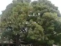 明治神宮の自然