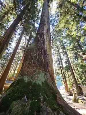 室生龍穴神社の自然