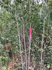 河上神社の自然