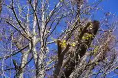 阿邪訶根神社の自然