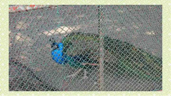 岩槻久伊豆神社(埼玉県)