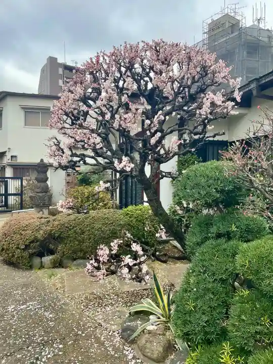 正法寺の{uncategorized: "未分類", other: "その他", undefined: "問題あり", building: "その他建物", grave: "お墓", sacred_gate: "鳥居", guardian: "狛犬", statue: "像", buddha: "仏像", history: "歴史", nature: "自然", garden: "庭園", animal: "動物", pagoda: "塔", temizu: "手水舎", mountain_gate: "山門・神門", sanctuary: "本殿・本堂", subordinate: "末社・摂社", art: "芸術", scenery: "景色", jizo: "地蔵", ema: "絵馬", goshuin: "御朱印", omikuji: "おみくじ", items: "授与品その他", amulet: "お守り", goshuincho: "御朱印帳", eats: "食事", festival: "お祭り", votive_dance: "神楽", shichigosan: "七五三参", wedding: "結婚式", experience: "体験その他", initially: "初詣", around: "周辺", anti_infection: "感染症対策"}
