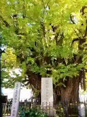 善福寺(東京都)