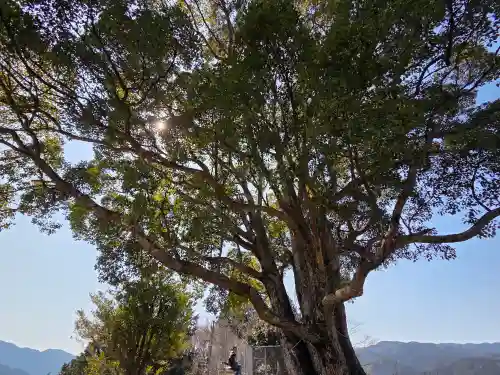 サムハラ神社 奥の宮の自然