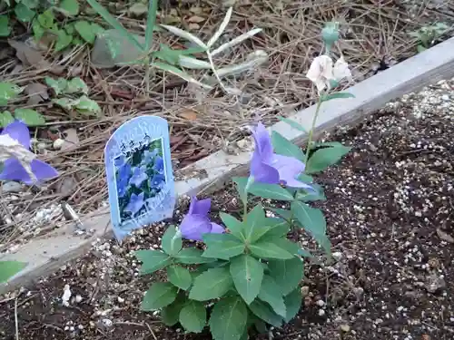晴明神社（清明山）の自然