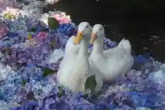 楽法寺（雨引観音）の動物