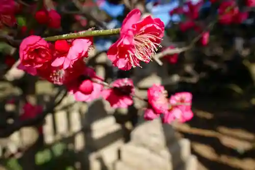 道明寺天満宮の自然