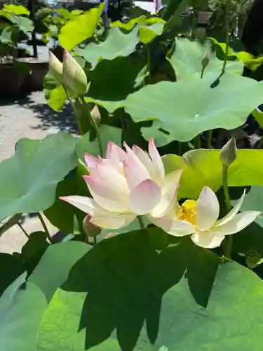 香勝寺(静岡県)