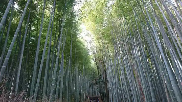 常寂光寺(京都府)