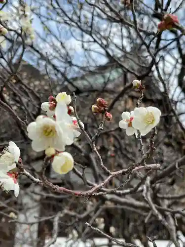 梅宮大社の自然