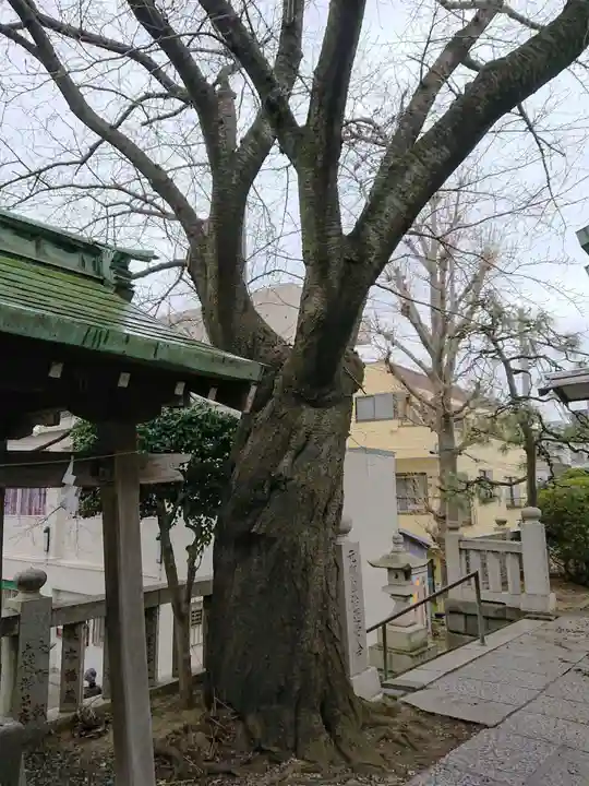 元町厳島神社の自然