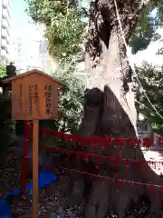 三輪神社の自然