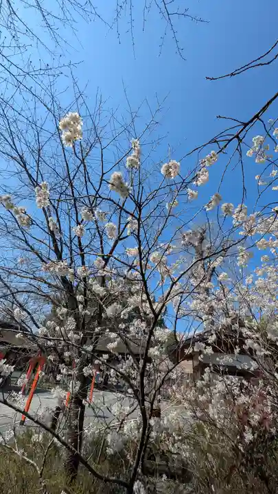 平野神社(京都府)