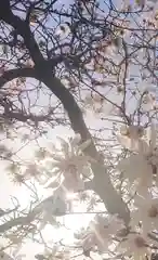 神明社（国府宮神明社）の自然