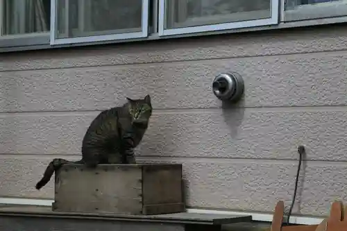 虻田神社の動物