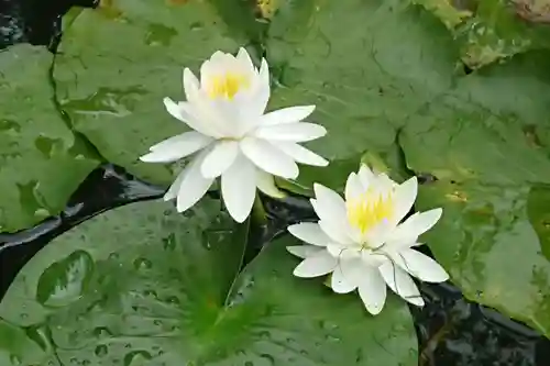 富士山法華本門寺根源の自然