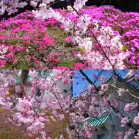 寿量山 速成寺の自然