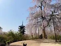 東寺（教王護国寺）(京都府)