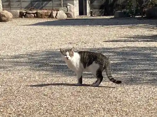 荘嚴浄土寺の動物