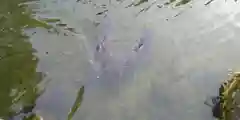 北海道護國神社の動物