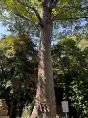 前鳥神社(神奈川県)