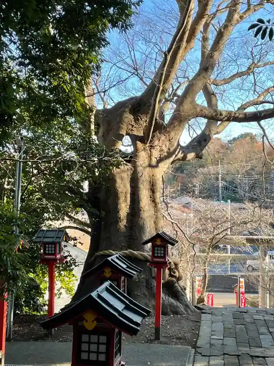 常陸第三宮 吉田神社の自然