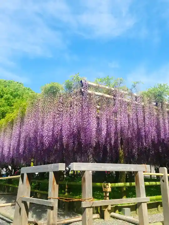 平等院の{uncategorized: "未分類", other: "その他", undefined: "問題あり", building: "その他建物", grave: "お墓", sacred_gate: "鳥居", guardian: "狛犬", statue: "像", buddha: "仏像", history: "歴史", nature: "自然", garden: "庭園", animal: "動物", pagoda: "塔", temizu: "手水舎", mountain_gate: "山門・神門", sanctuary: "本殿・本堂", subordinate: "末社・摂社", art: "芸術", scenery: "景色", jizo: "地蔵", ema: "絵馬", goshuin: "御朱印", omikuji: "おみくじ", items: "授与品その他", amulet: "お守り", goshuincho: "御朱印帳", eats: "食事", festival: "お祭り", votive_dance: "神楽", shichigosan: "七五三参", wedding: "結婚式", experience: "体験その他", initially: "初詣", around: "周辺", anti_infection: "感染症対策"}