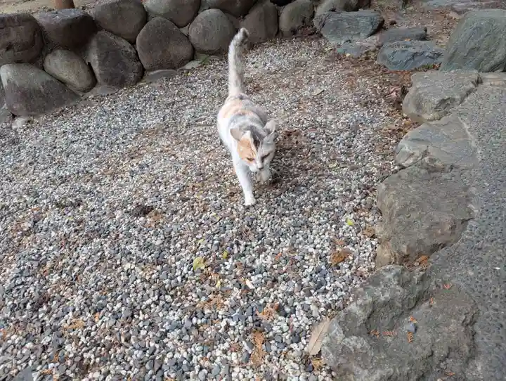 八幡社(柏井町)の動物