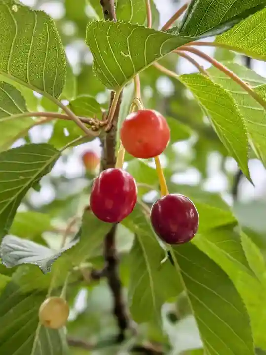 新宿下落合氷川神社(東京都)