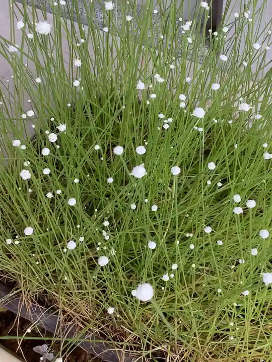 清洲山王宮 日吉神社の庭園