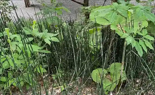 千歳神社の自然