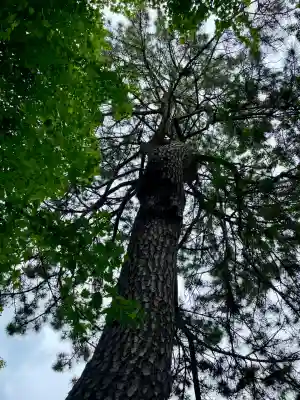 松先稲荷神社(千葉県)