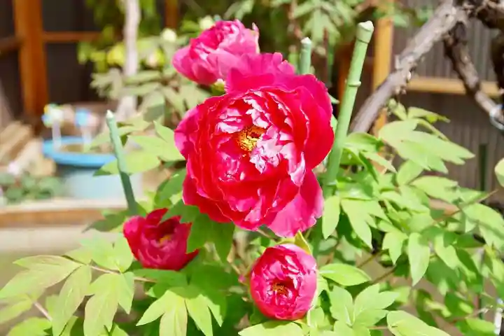 福王山 慈眼寺の自然