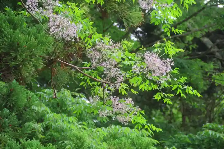 鹿島大神宮の自然