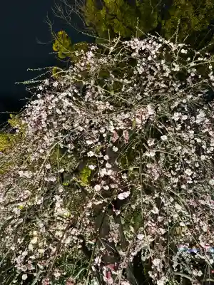 北野天満宮の{uncategorized: "未分類", other: "その他", undefined: "問題あり", building: "その他建物", grave: "お墓", sacred_gate: "鳥居", guardian: "狛犬", statue: "像", buddha: "仏像", history: "歴史", nature: "自然", garden: "庭園", animal: "動物", pagoda: "塔", temizu: "手水舎", mountain_gate: "山門・神門", sanctuary: "本殿・本堂", subordinate: "末社・摂社", art: "芸術", scenery: "景色", jizo: "地蔵", ema: "絵馬", goshuin: "御朱印", omikuji: "おみくじ", items: "授与品その他", amulet: "お守り", goshuincho: "御朱印帳", eats: "食事", festival: "お祭り", votive_dance: "神楽", shichigosan: "七五三参", wedding: "結婚式", experience: "体験その他", initially: "初詣", around: "周辺", anti_infection: "感染症対策"}