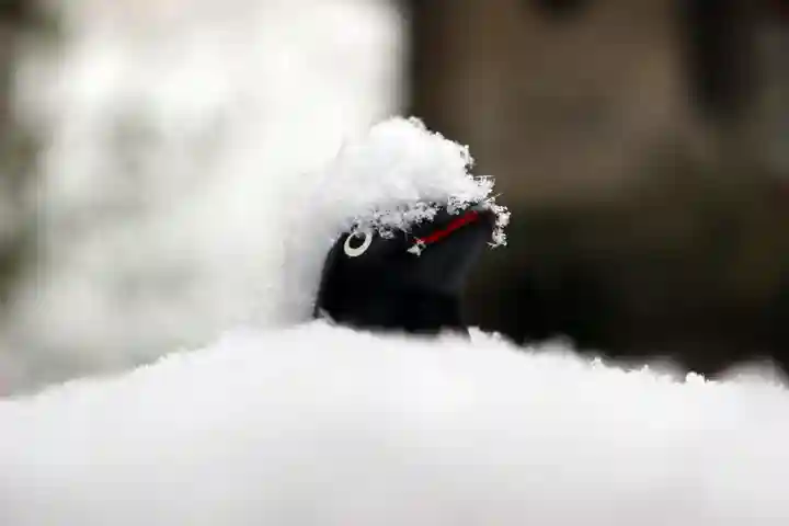 くまくま神社(導きの社 熊野町熊野神社)の狛犬