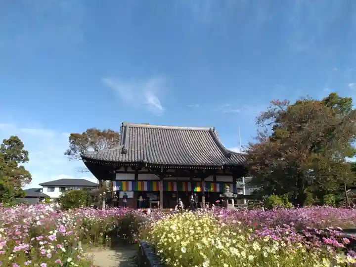 般若寺 ❁コスモス寺❁(奈良県)