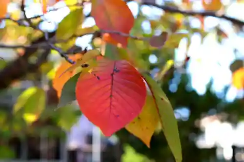 三津厳島神社の自然