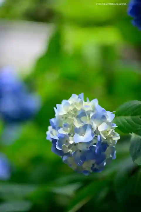 明月院(神奈川県)