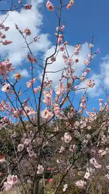 隨心院(随心院)(京都府)