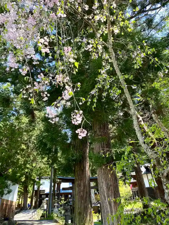 山家神社の自然