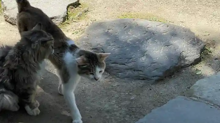山寺千手院の動物