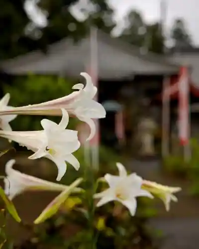 慈光寺(弓田ポックリ不動尊)(茨城県)
