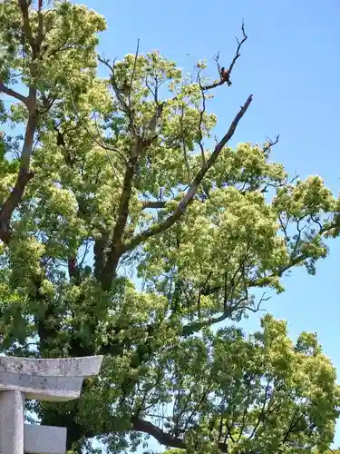 妙見神社の動物