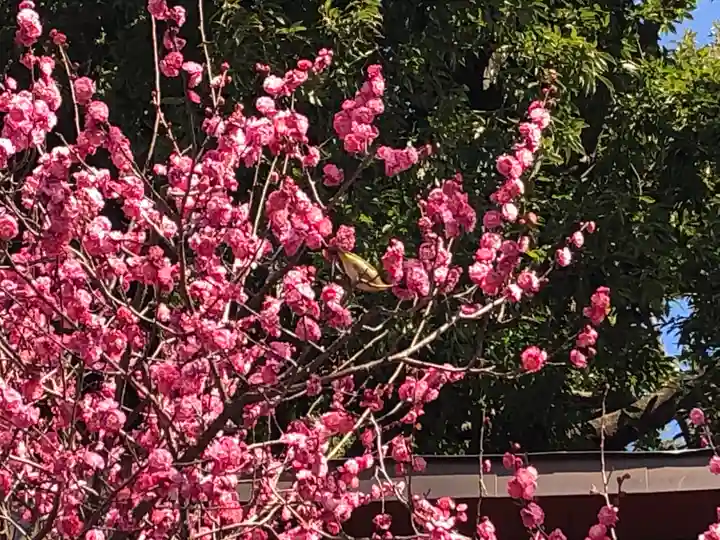 馬橋稲荷神社の動物